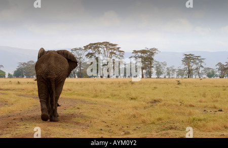 Ein Elefant schreitet durch vereinzelte Wald in Ngorongoro Crater, Tansania. Stockfoto