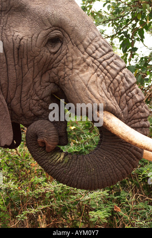 Ein Elefant isst von einem Baum in Ngorongoro Crater, Tansania. Stockfoto