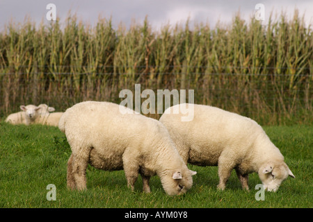 Schafe weiden in einem Feld mit Getreide im Hintergrund in der South Downs Südostengland Stockfoto