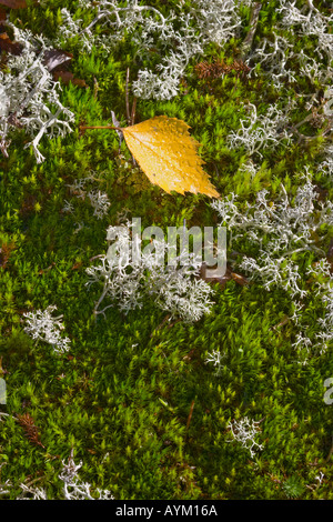 Yellow Birch Blatt auf einem Bett von Moos und Flechten, Kirkkonummi, Finnland Stockfoto