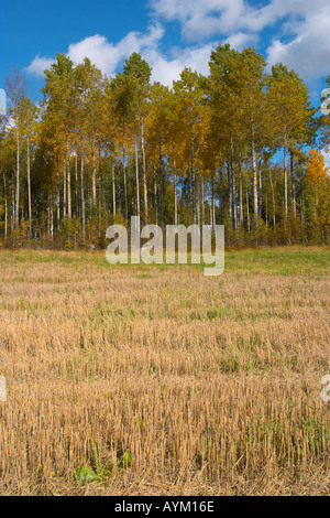 Populus Tremula - zitternde Espe Bäume in der Nähe von Feldinhalten erntete Kirkkonummi, Finnland Stockfoto