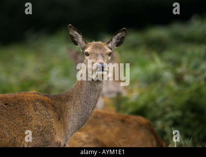 Red Deer Hind Cervus Elaphus UK Herbst Stockfoto