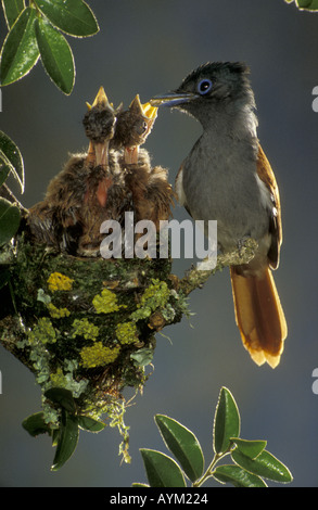 Paradise Flycatcher TERPSIHONE RUFIVENTER Fütterung Küken im Nest Western Cape Südafrika Stockfoto