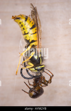 Eine kleines Haus Spinne snares und dämpft eine große Wespe als seine Beute an einem Fenster Rolladen Scotland UK Stockfoto