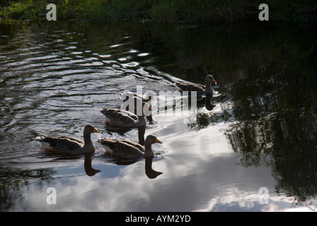 Fluss Tweed Kelso Scottish Grenzen UK Enten in der Nähe der alten Mühle-Staumauer Stockfoto