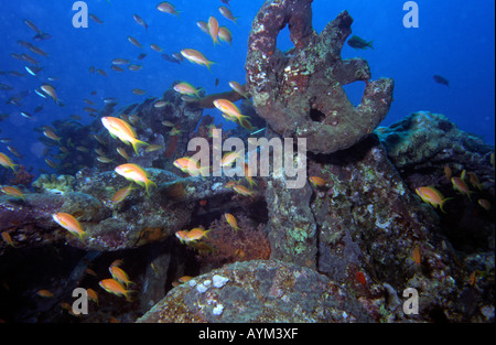 Ägypten Rotes Meer Goldfisch Anthias Squampinnis auf das WW2-Wrack der SS Thistlegorm Stockfoto