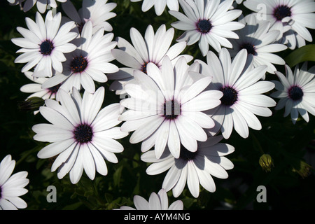 Gazanien in einem kroatischen Garten Stockfoto
