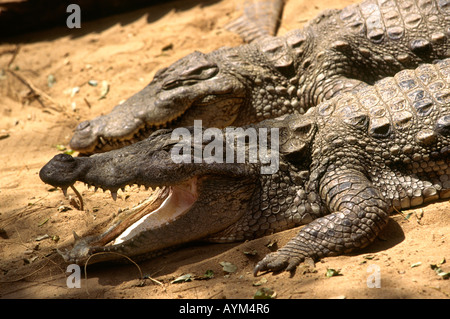 Indien Tamil Nadu Mahabalipuram Bank Krokodilfarm Reptilien Straßenräuber Krokodile Crocodylus palustris Stockfoto