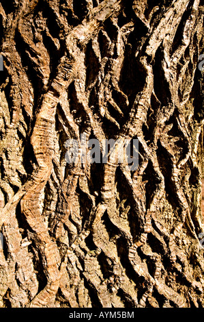 Kontrastreiche Licht von einer untergehenden Sonne wirft tiefe Schatten über die Rinde eines alten Baumes im Hanbury Woods Worcestershire Stockfoto