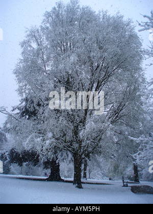 Schneebedeckten Baum im Hampden Park, Eastbourne, [East Sussex], England im April Stockfoto