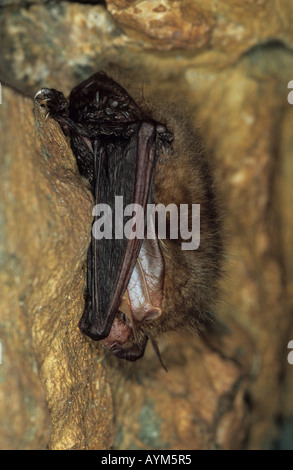 Braune Langohren Bat sich im Ruhezustand Stockfoto