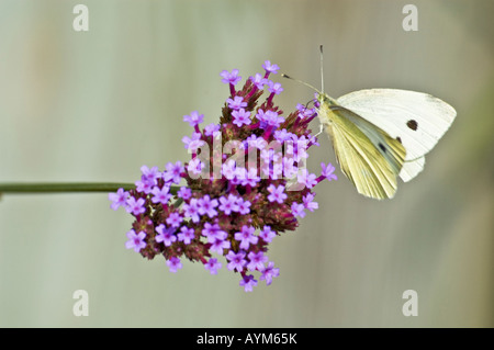 Weiß Schmetterling sitzt auf einem rosa Blume Stockfoto