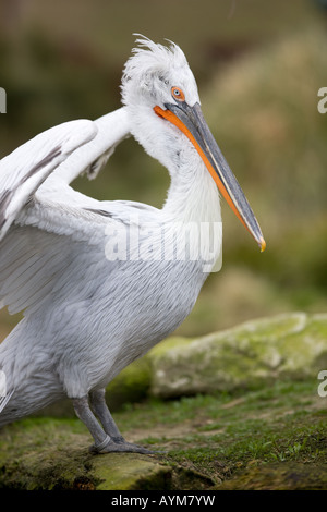 Krauskopfpelikan - Pelecanus crispus Stockfoto