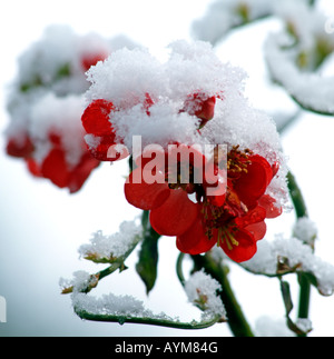 Schnee bedeckt Japonica Quitte Chaenomeles Rosengewächse Blüte in einem Englisch-Land-Garten im Frühjahr Stockfoto