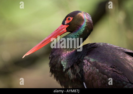 Schwarzstorch - Ciconia nigra Stockfoto