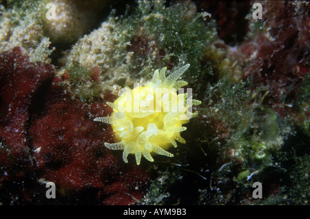 Scharlach und gold Star Coral Balanophyllia regia Stockfoto