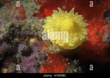 Scharlach und gold Star Coral Balanophyllia regia Stockfoto