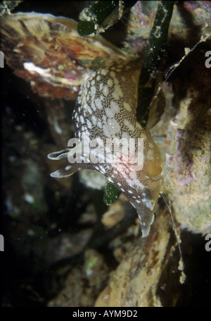 Nahaufnahme des Kopfes eine Tintenwolke Meer Hasen. Stockfoto