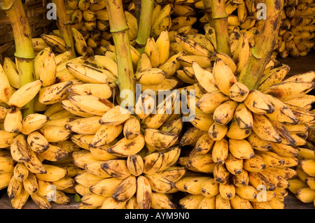 Stock Foto von Bananenstauden Reifen auf dem Markt im Mandalay in Myanmar 2006 Stockfoto