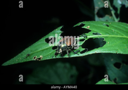 Japanische Käfer ruht auf beschädigte Blatt große Löcher auf dem Blatt durch die Fütterung Insekt und Blatt Gewebe verdaut in grün geschnitzt Stockfoto