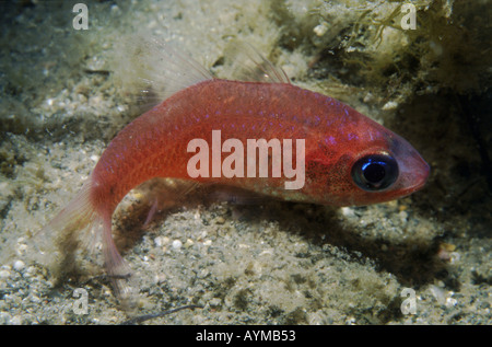 Mittelmeer-Kardinal Fische auf Sand in der Nacht. Stockfoto