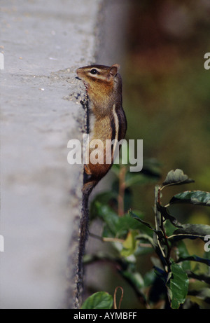 Östliche Chipmunk Tamias Striatus hängt an den Rand einer Betonwand es kletterte und nimmt einen Höhepunkt. Stockfoto