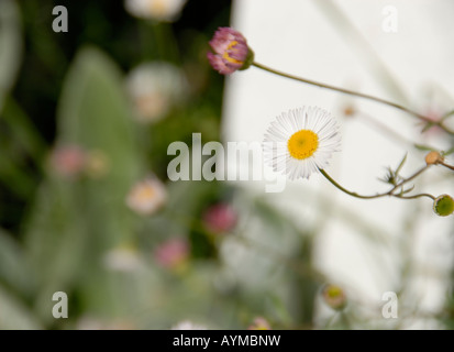 Zwei kleine Gänseblümchen in einem Vorgarten, weißen Lattenzaun, in einer klaren Frühlingsmorgen. Stockfoto