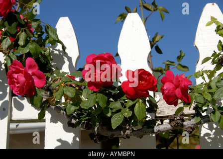 Bunte sonnige Rote Rosen entlang einer Nachbarschaft weißen Lattenzaun an einem warmen Frühlingsmorgen. Stockfoto