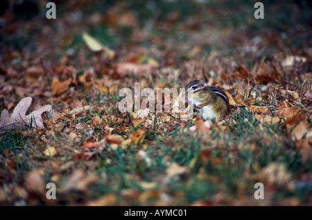 Östliche Chipmunk, Tamias Striatus, sucht während seiner Suche nach Nahrung unter den gefallenen Blätter im Herbst. Stockfoto