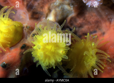 Scharlach und Gold star Korallen Balanophyllia regia Stockfoto