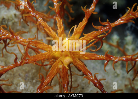 Nahaufnahme von der Mitte des einen mediterranen Feather Star, den Antedon den kleinen Körper und die fünf Paare von verzweigten Arme zeigt Stockfoto