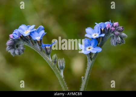 Holz-Vergissmeinnicht Stockfoto