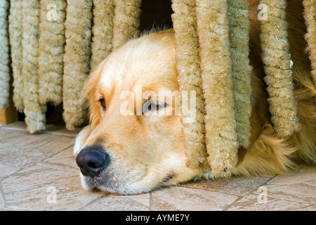 Traurig golden Retriever auf dem Boden liegend. Stockfoto