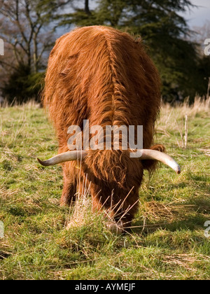 Highland Kuh Beweidung in Hampshire, England Stockfoto