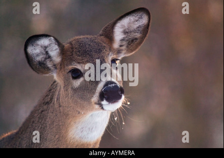 Ein Weißwedelhirsch sieht vorsichtig aus, wenn er im Winter auf Futtersuche geht. Stockfoto