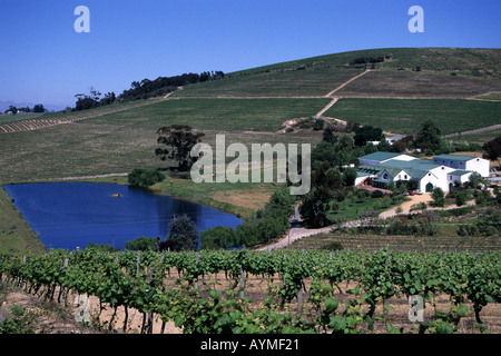 Reben am Jordan Weingut in der Nähe von Stellenbosch Südafrika RSA Stockfoto