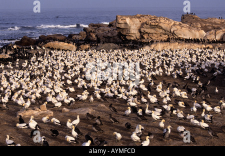 Bird Island in Lamberts Bay Westkap Südafrika Cape Gannet Brutplatz Stockfoto