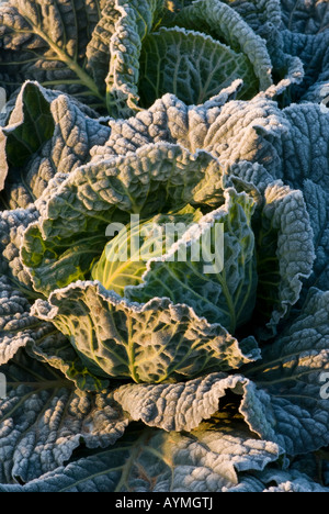 Gefrorenen Kohl in einem Feld, am frühen Morgen. Stockfoto