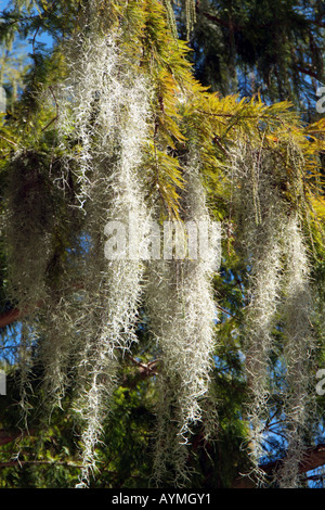 Spanisch Moss.Tillandsia Usneoides. Eine baumelnde Luft Pflanze, die von den Ästen der Bäume hängt. Stockfoto