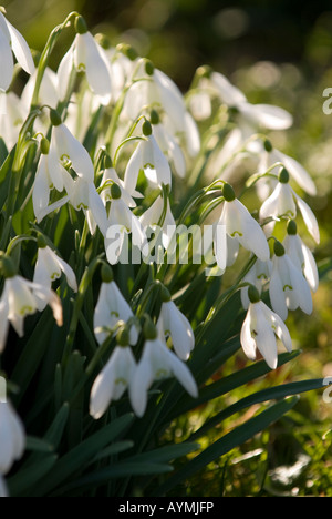 Galanthas Nivalis, Schneeglöckchen, Blüte im Frühling, England, UK Stockfoto