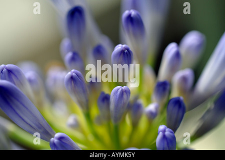 Agapanthus Praecox Subsp Orientalis 'Variegata' ungeöffnete Blütenknospen babyblau schließen sich Nahaufnahme Makro Stockfoto