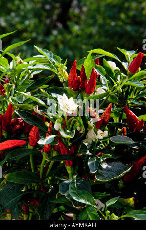 Red Chili Peppers Pflanze Stockfoto