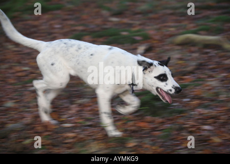 Tara-Hund läuft im Holz Bett der Blätter dalmatinischen Kreuz weiße schwarze Flecken Auge Herbst Stockfoto