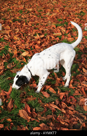 Hund im Herbst Blätter schwarz weiße Flecken dalmatinischen Gold golden Stockfoto