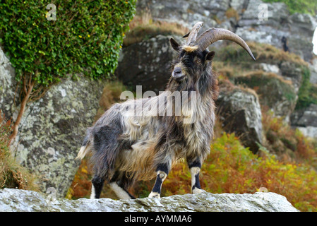 Eines der wilden Ziegen, die Leben in Lynton Tal der Felsen in North Devon UK Stockfoto