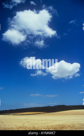 Bereich der Reife zwei gerudert Gerste oder Hordeum Distichon mit entfernten Oakwood auf geschwungenen Horizont und Weißdorn Hecke unter weiten Himmel Stockfoto