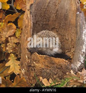 Igel Erinaceus europaeus in der Gartenszene Stockfoto