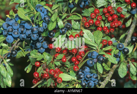 Schlehen & Weißdorn Beeren Herbst Herts UK Stockfoto