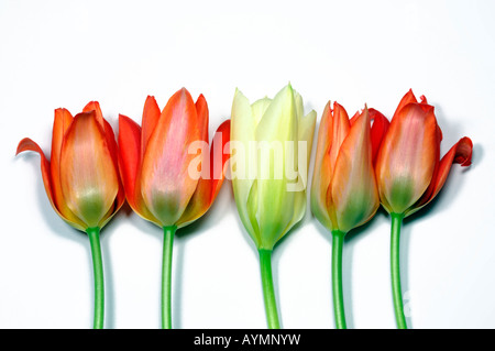 Closeup Nahaufnahme Makroaufnahme aus einer Reihe von vier rote Tulpe Blumen mit einem weißen in der mittleren leeren Hintergrund Stockfoto