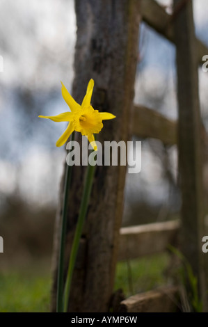 Narzisse Narcissus Peeping Tom neben fünf bar Holztor in der englischen Landschaft Stockfoto